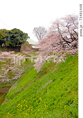 【東京】春の千鳥ヶ淵 お堀と満開の桜 【東京】春の千鳥ヶ淵 お堀と満開の桜 73491448