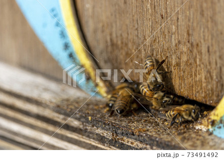 花粉交配用の蜜蜂と、人工の巣箱入口 花粉交配用の蜜蜂と、人工の巣箱入口 73491492