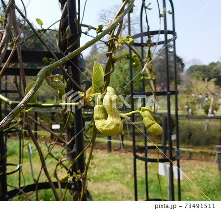 小石川植物園のオオバウマノスズクサ 73491511