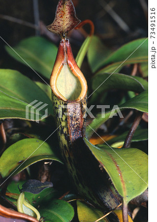 食虫植物ウツボカズラ 73491516