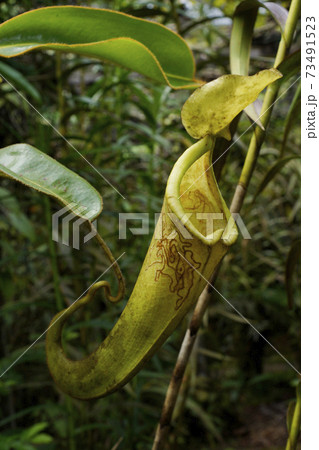 食虫植物ウツボカズラ 73491523