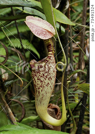 食虫植物ウツボカズラ 食虫植物ウツボカズラ 73491524