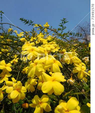 小石川植物園のウンナンオウバイ 小石川植物園のウンナンオウバイ 73491570