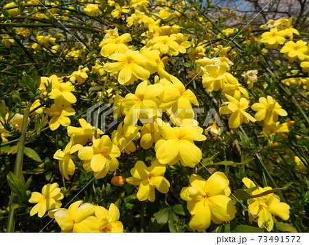 小石川植物園のウンナンオウバイ 小石川植物園のウンナンオウバイ 73491572