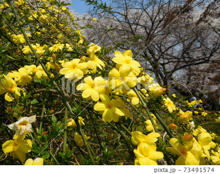 小石川植物園のウンナンオウバイ 小石川植物園のウンナンオウバイ 73491574