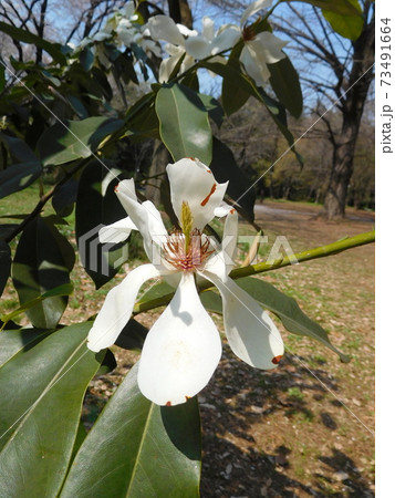 小石川植物園のミヤマガンショウの写真素材