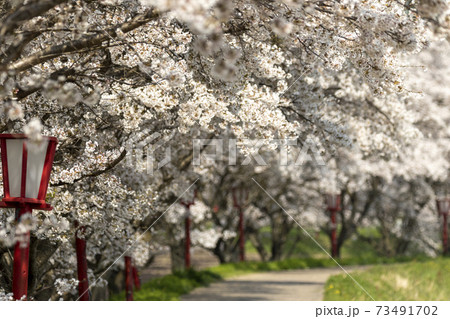 宇陀川の桜 73491702