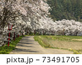 宇陀川の桜 73491705