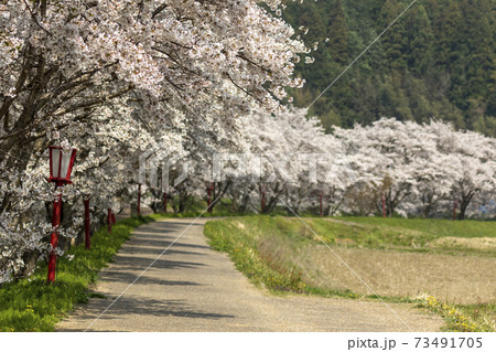 宇陀川の桜 宇陀川の桜 73491705