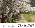 宇陀川の桜 73491707
