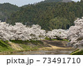 宇陀川の桜 73491710