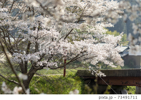 宇陀川の桜 73491711