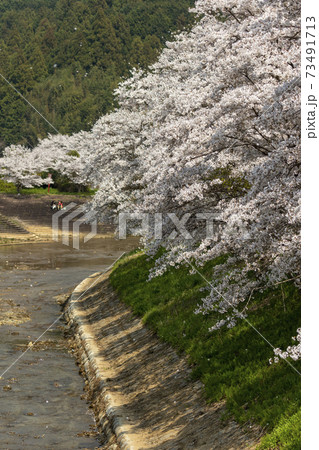 宇陀川の桜 73491713