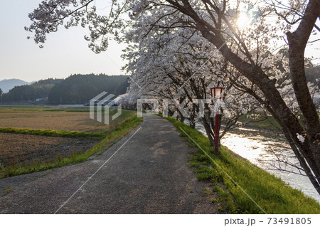 宇陀川の桜 宇陀川の桜 73491805