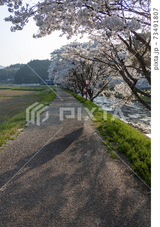 宇陀川の桜 宇陀川の桜 73491807