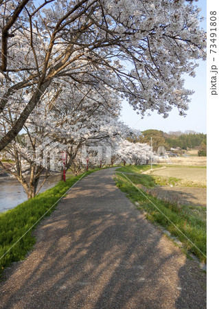 宇陀川の桜 73491808