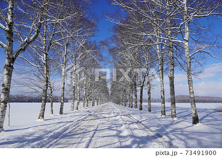 十勝牧場 白樺並木 積雪あり の写真素材