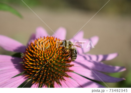 Detailed Closeup of Beautiful Pink or Purple Coneflowers. With Bee Gathering Pollen and Drinking Nectar. 73492345