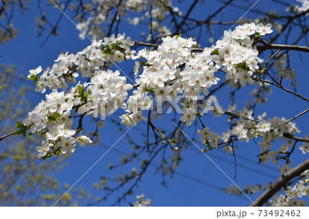 Beautiful white flowers on the branches of the apricot tree 73492462