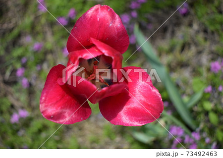 The core of a light pink tulip. Blossoming red-pink tulip. center of tender attraction 73492463