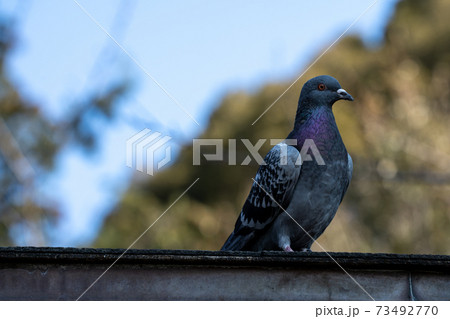 ハト 鳩 の画像素材 ピクスタ