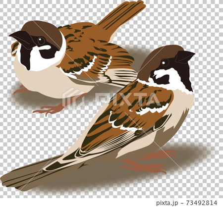 goedkoop Keizer auteur Illustration of a sparrow 2 - Stock Illustration [73492814] - PIXTA