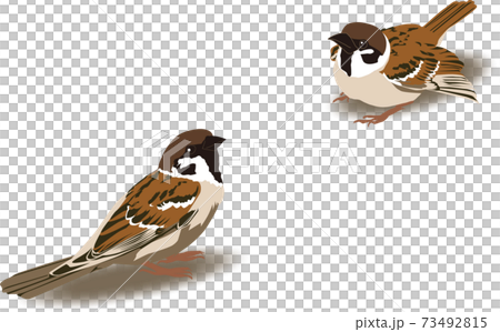 スズメのイラスト3のイラスト素材