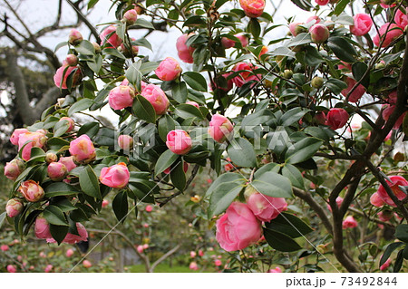 * ツバキ * 椿 * つばき * THUBAKI * * ツバキ * 椿 * つばき * THUBAKI * 73492844