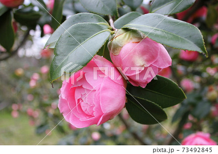 ＊　ツバキ　＊　椿　＊　つばき　＊　THUBAKI　＊　 73492845