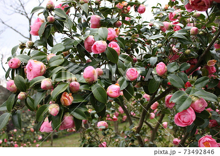 ＊　ツバキ　＊　椿　＊　つばき　＊　THUBAKI　＊　 73492846