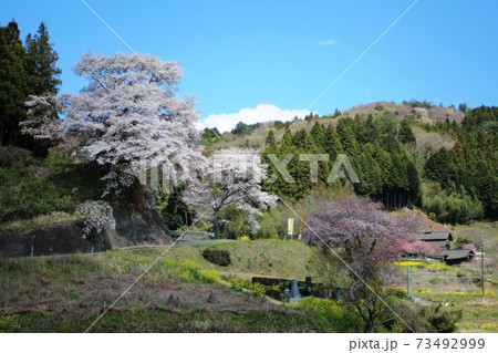 壁紙 山桜 ヤマザクラ の写真素材 10,161件の無料イラスト画像