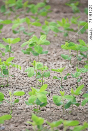 大豆畑 大豆畑 73493229