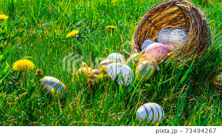 Easter rabbit. Golden egg with yellow spring flowers in celebration basket on green grass background. Happy Easter concept. 73494267