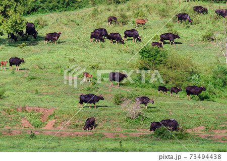 herd of Gaur in the meadow herd of Gaur in the meadow 73494438