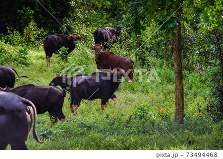 Gaur, Indian bison in the nature. Gaur, Indian bison in the nature. 73494468