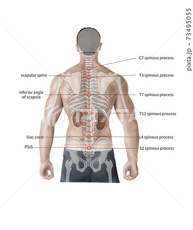 身長 解剖学 医学のイラスト素材