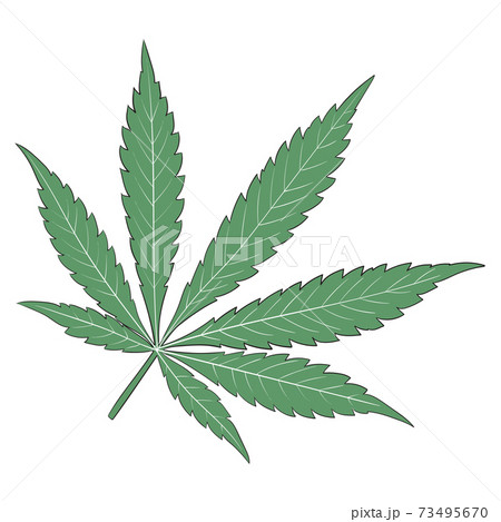 Cannabis Marijuana Leaf 73495670
