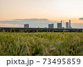 高層ビルと田園のコントラスト 73495859