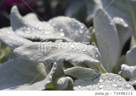 Shining-white ragwort Angel Wings 73496213