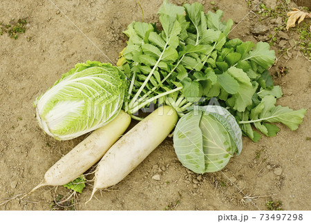 野菜畑 冬野菜 大根と白菜とキャベツ イメージ素材 野菜畑 冬野菜 大根と白菜とキャベツ イメージ素材 73497298