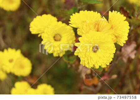 菊の花 花畑 イメージ素材の写真素材