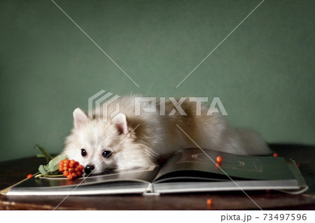 Beige Spitz with photo album and rowan Beige Spitz with photo album and rowan 73497596