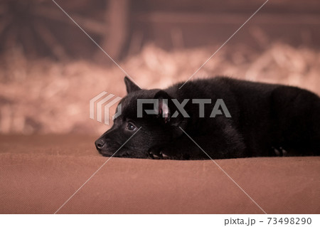 Little sad black puppy of Schipperke breed sadly lies on a background in a rustic style 73498290
