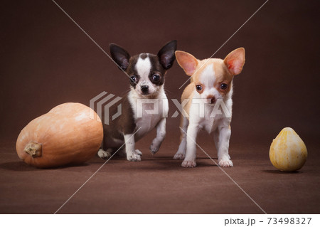 White and White-Brown Chihuahua Puppies with Pumpkins 73498327
