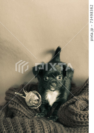 Retro style puppy with a scarf and a rose Retro style puppy with a scarf and a rose 73498362
