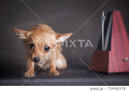 Chihuahua ginger dog and metronome Chihuahua ginger dog and metronome 73498376