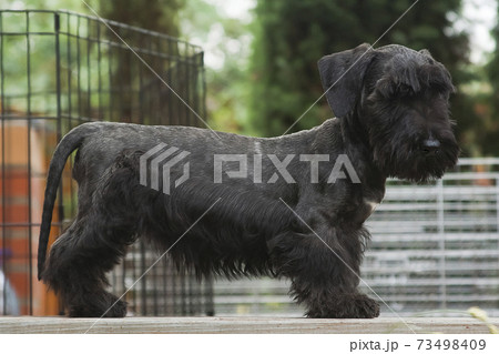 Dark gray Czech Terrier puppy 73498409