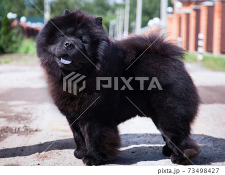 A black dog of the Chow Chow breed stands on the road A black dog of the Chow Chow breed stands on the road 73498427
