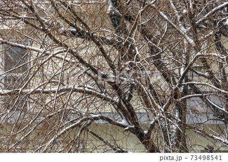 Heavy snowfall on tree branches in Thessaloniki, Greece. 73498541