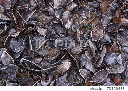 Fallen brown leaves covered with snow and frost. 73500483